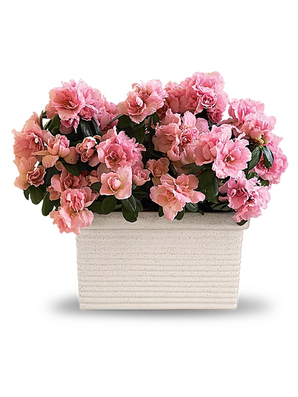 Azalea